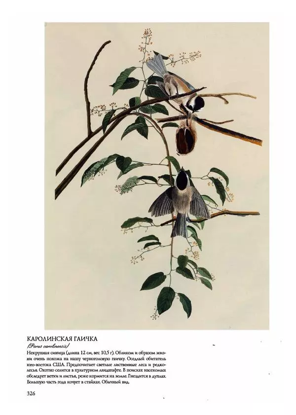 Джон Одюбон - Птицы Америки - Страница № 327