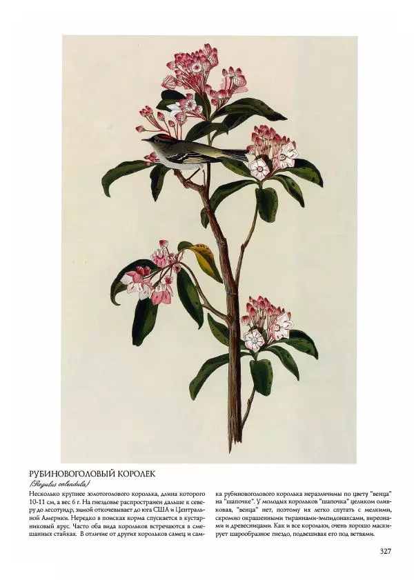 Джон Одюбон - Птицы Америки - Страница № 328