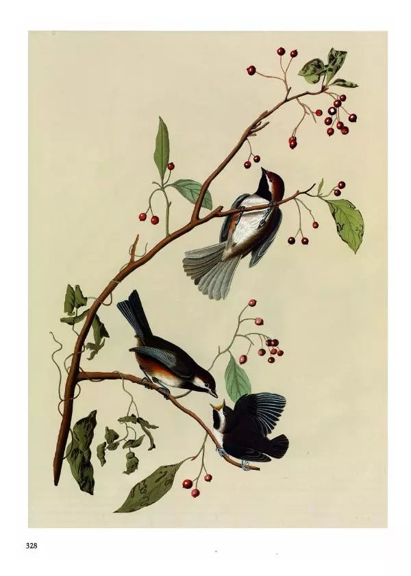 Джон Одюбон - Птицы Америки - Страница № 329