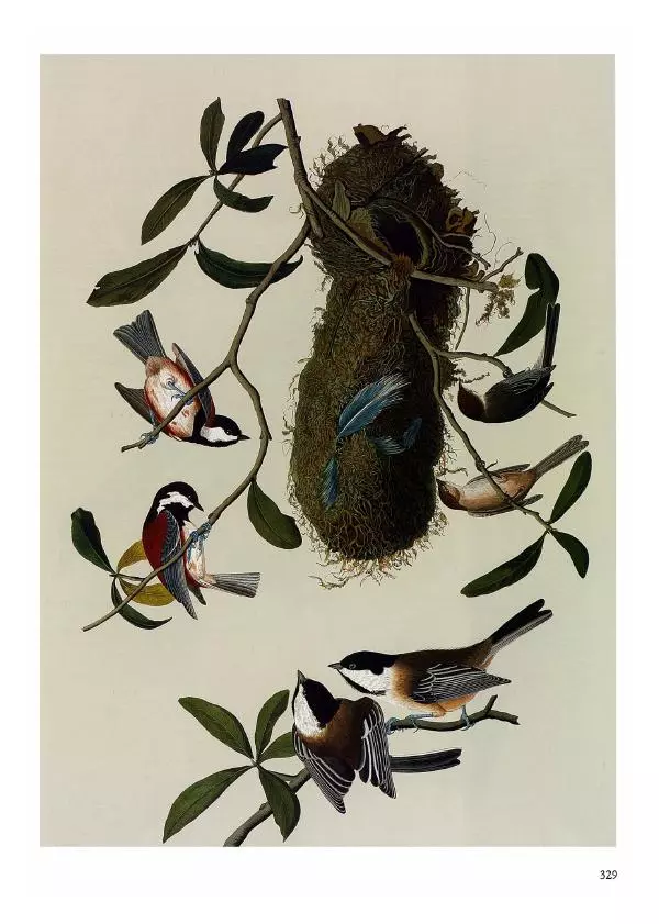 Джон Одюбон - Птицы Америки - Страница № 330