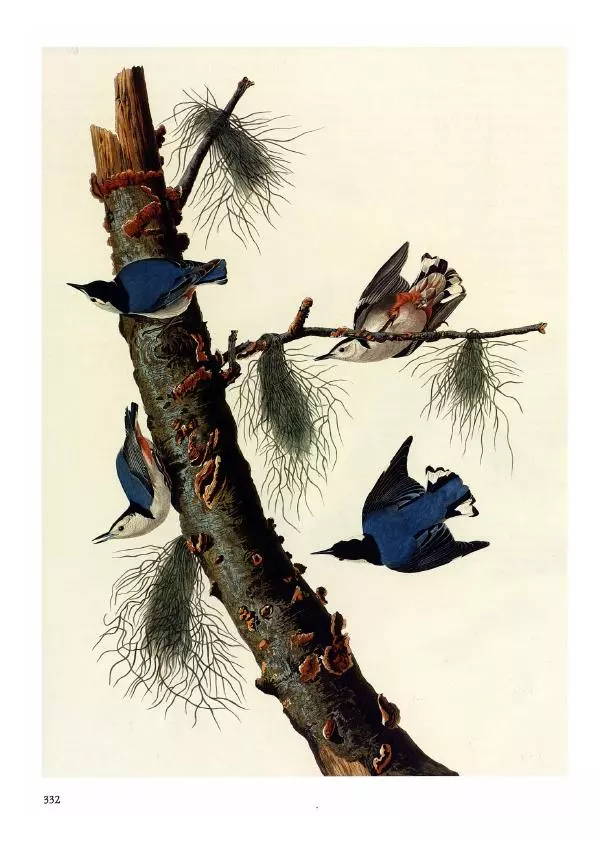 Джон Одюбон - Птицы Америки - Страница № 333