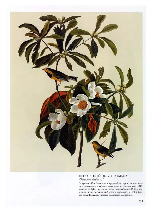 Джон Одюбон - Птицы Америки - Страница № 336