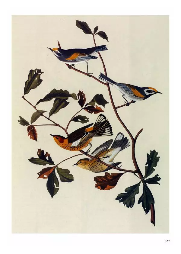 Джон Одюбон - Птицы Америки - Страница № 338