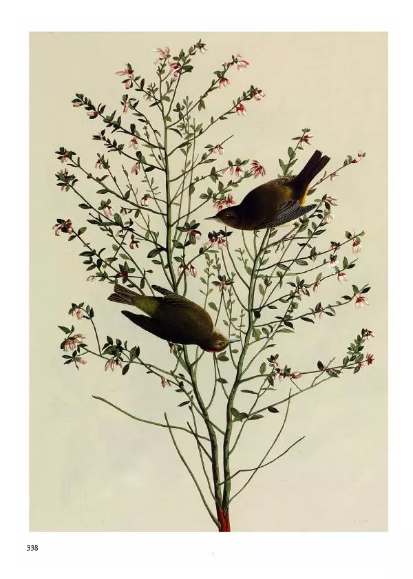 Джон Одюбон - Птицы Америки - Страница № 339