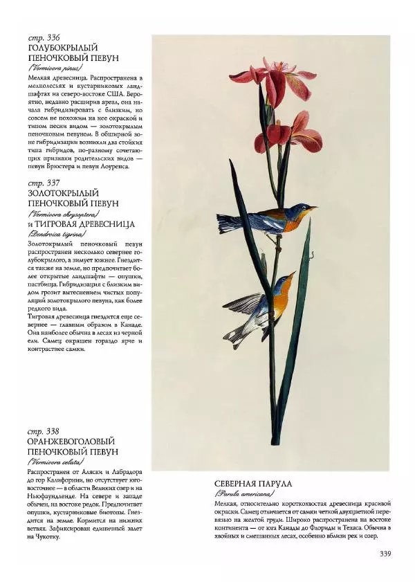 Джон Одюбон - Птицы Америки - Страница № 340