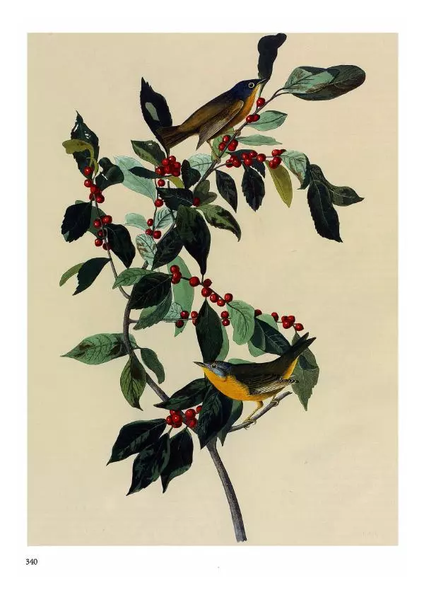 Джон Одюбон - Птицы Америки - Страница № 341