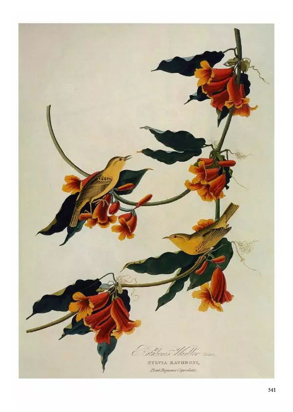 Джон Одюбон - Птицы Америки - Страница № 342