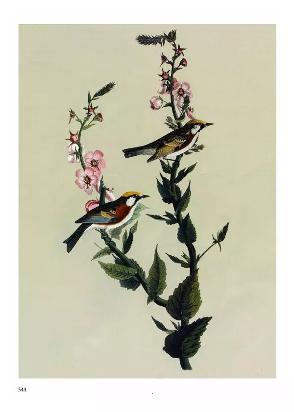 Джон Одюбон - Птицы Америки - Страница № 345