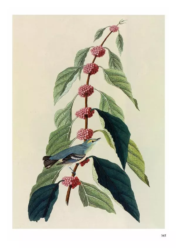 Джон Одюбон - Птицы Америки - Страница № 346