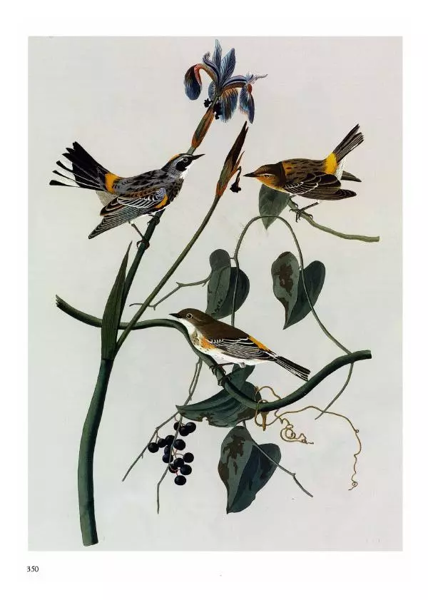 Джон Одюбон - Птицы Америки - Страница № 351