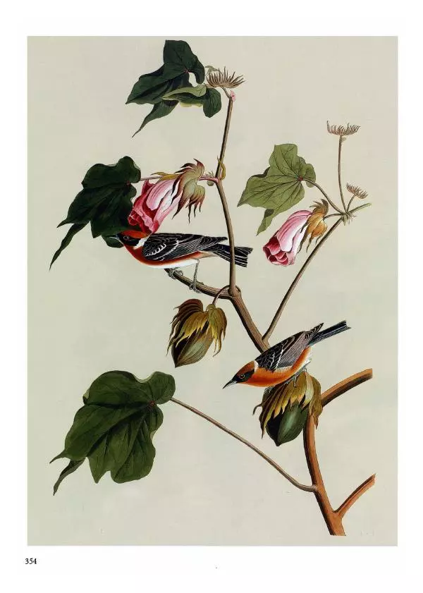 Джон Одюбон - Птицы Америки - Страница № 355