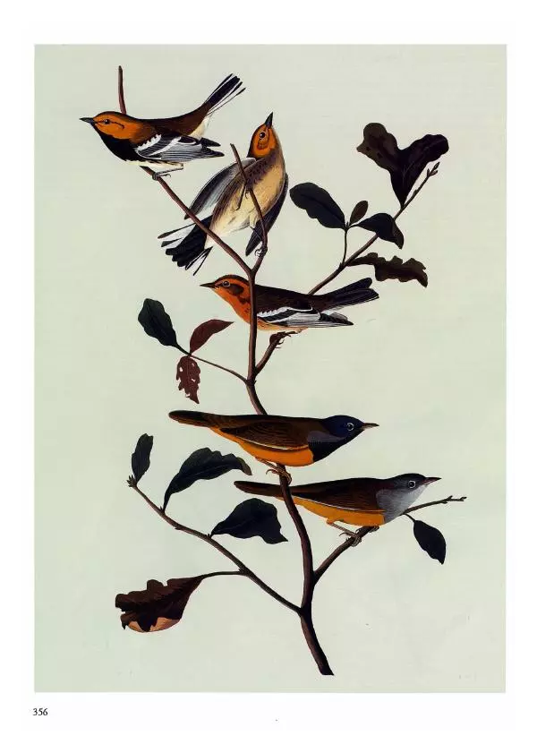 Джон Одюбон - Птицы Америки - Страница № 357