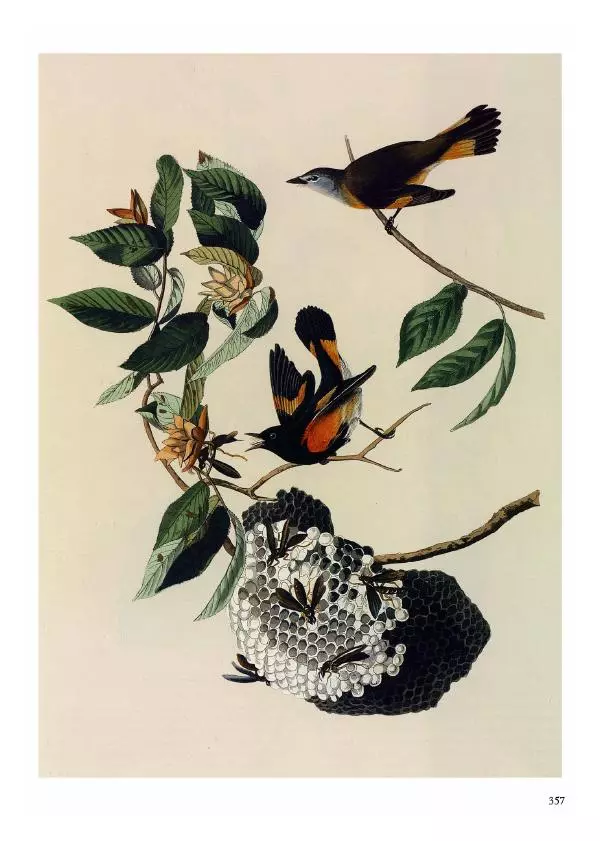 Джон Одюбон - Птицы Америки - Страница № 358