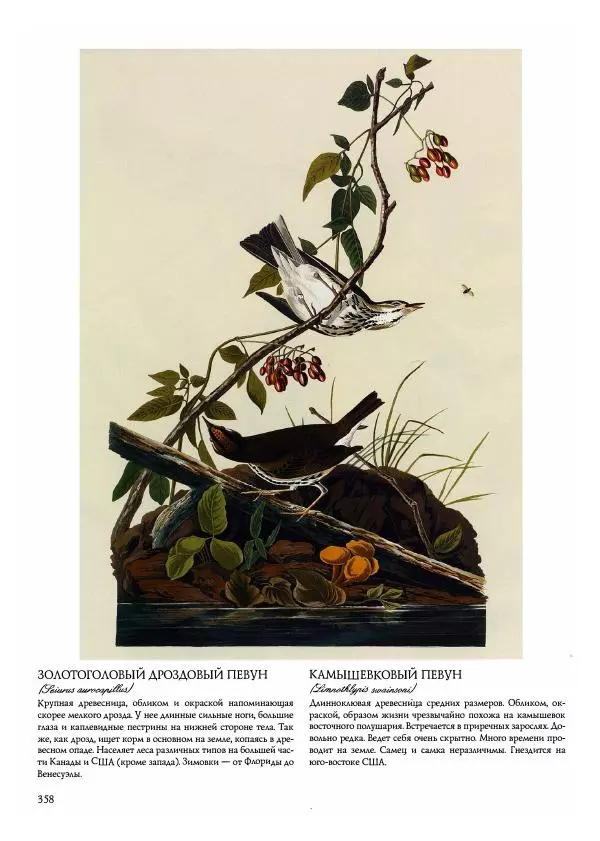 Джон Одюбон - Птицы Америки - Страница № 359