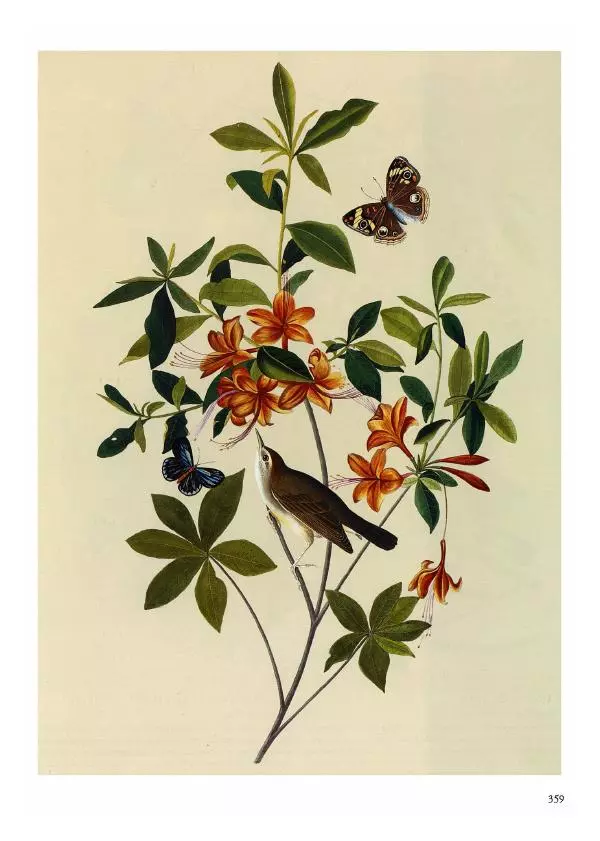 Джон Одюбон - Птицы Америки - Страница № 360