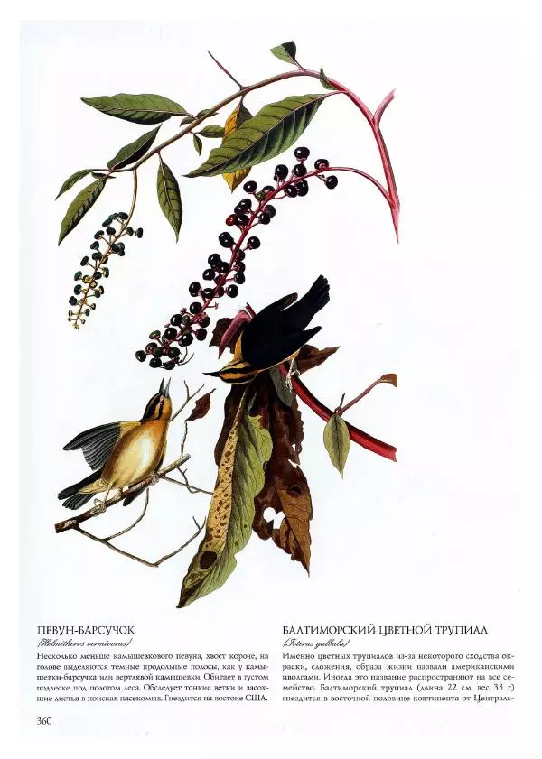 Джон Одюбон - Птицы Америки - Страница № 361