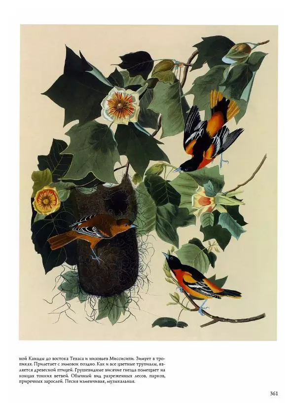 Джон Одюбон - Птицы Америки - Страница № 362