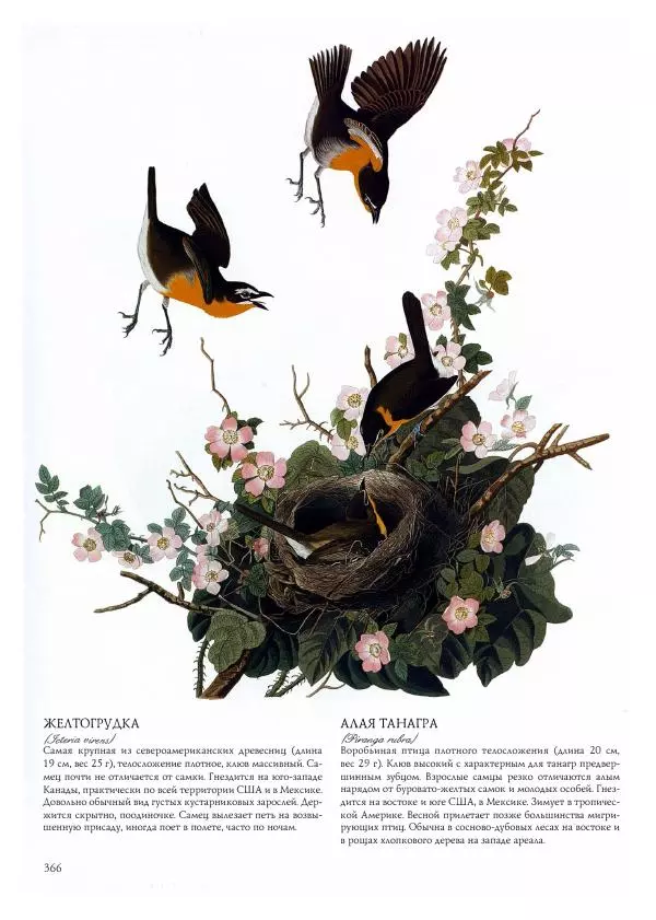 Джон Одюбон - Птицы Америки - Страница № 367