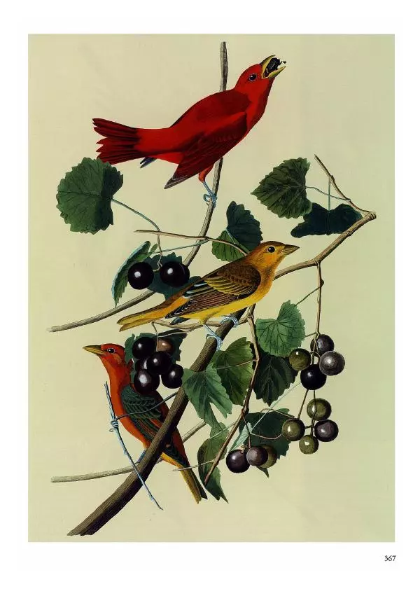 Джон Одюбон - Птицы Америки - Страница № 368