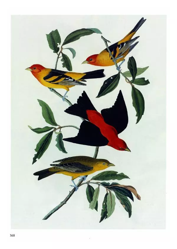 Джон Одюбон - Птицы Америки - Страница № 369