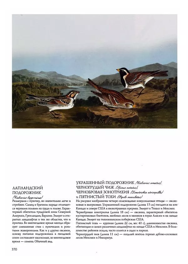 Джон Одюбон - Птицы Америки - Страница № 371