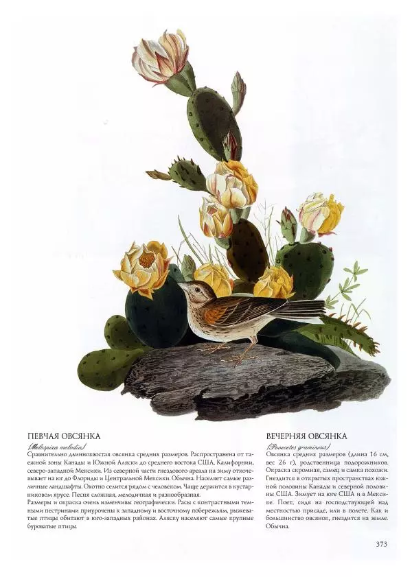 Джон Одюбон - Птицы Америки - Страница № 374