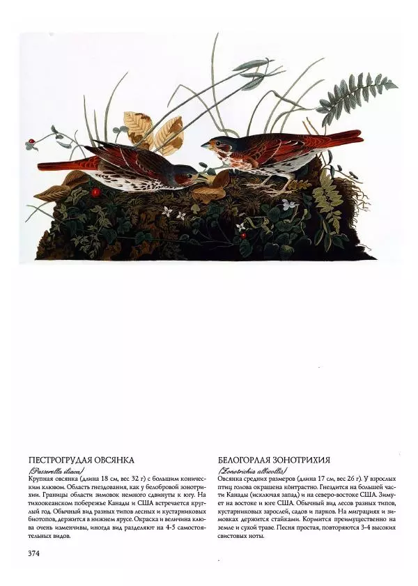 Джон Одюбон - Птицы Америки - Страница № 375
