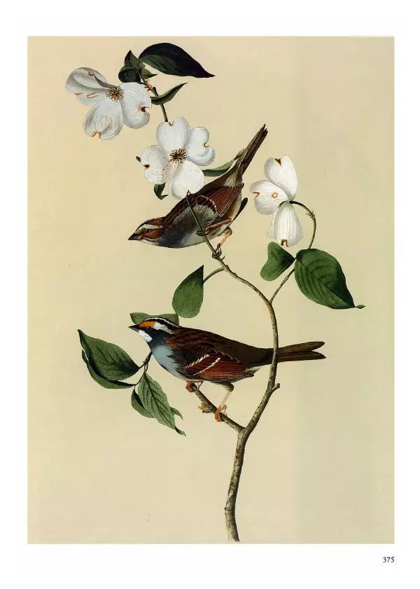 Джон Одюбон - Птицы Америки - Страница № 376
