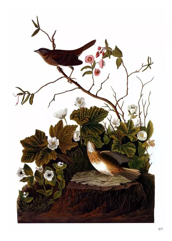 Джон Одюбон - Птицы Америки - Страница № 378