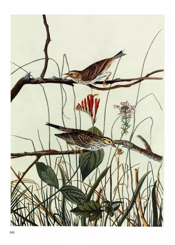 Джон Одюбон - Птицы Америки - Страница № 381