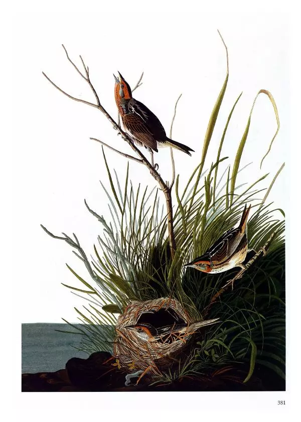 Джон Одюбон - Птицы Америки - Страница № 382