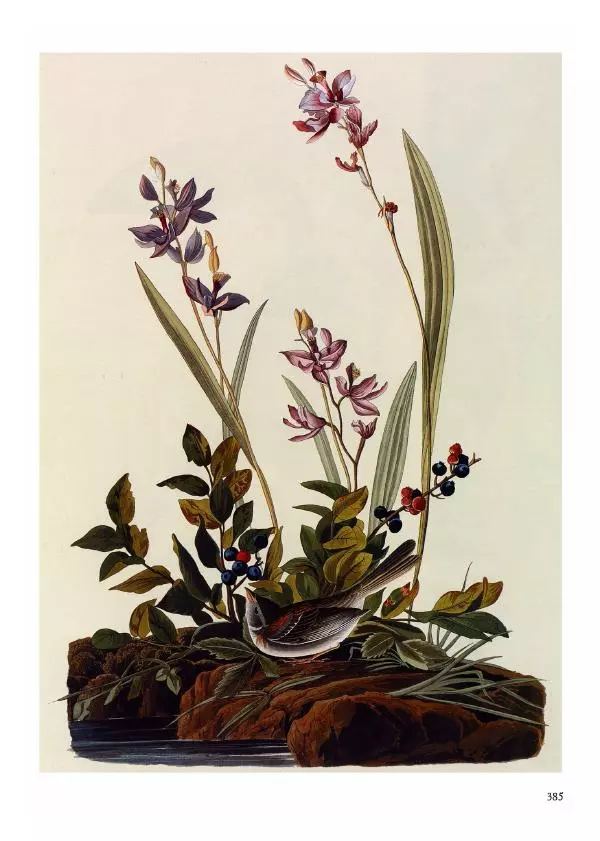 Джон Одюбон - Птицы Америки - Страница № 386