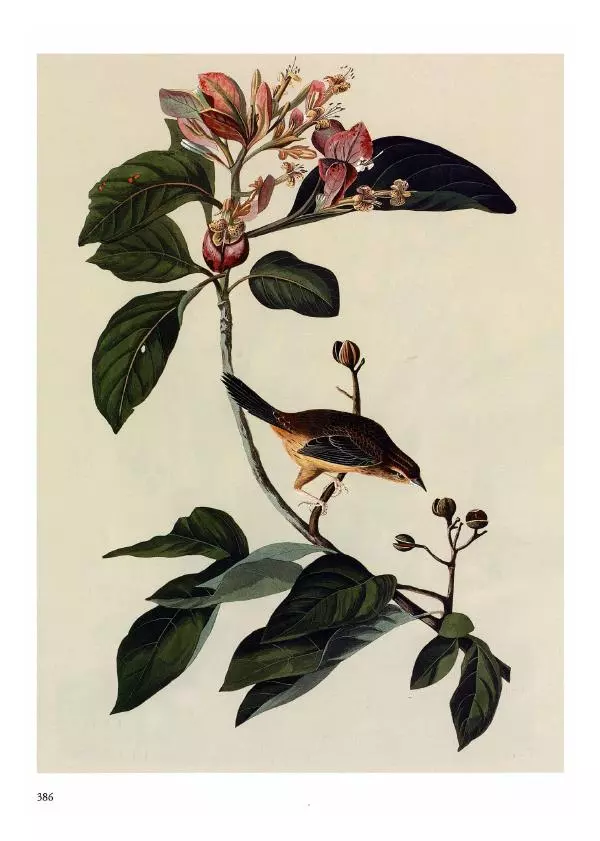 Джон Одюбон - Птицы Америки - Страница № 387