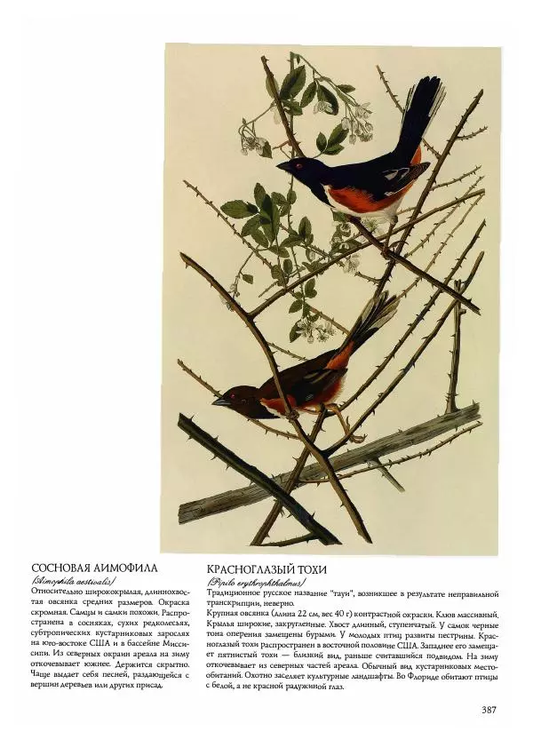 Джон Одюбон - Птицы Америки - Страница № 388