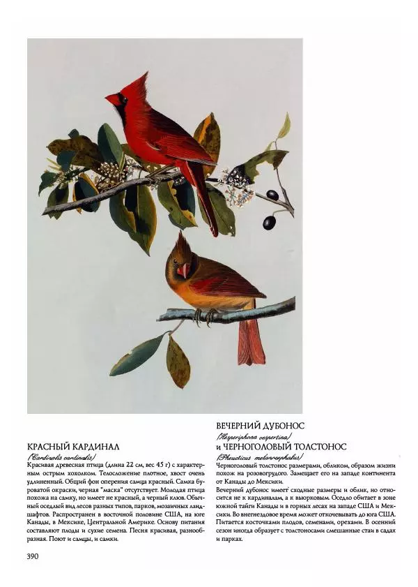 Джон Одюбон - Птицы Америки - Страница № 391