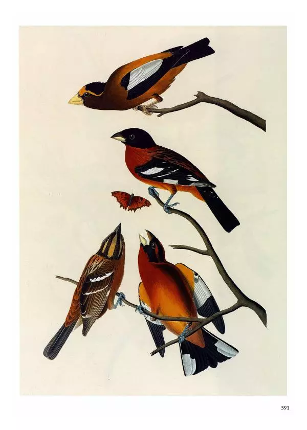 Джон Одюбон - Птицы Америки - Страница № 392