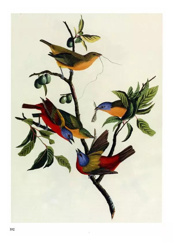 Джон Одюбон - Птицы Америки - Страница № 393