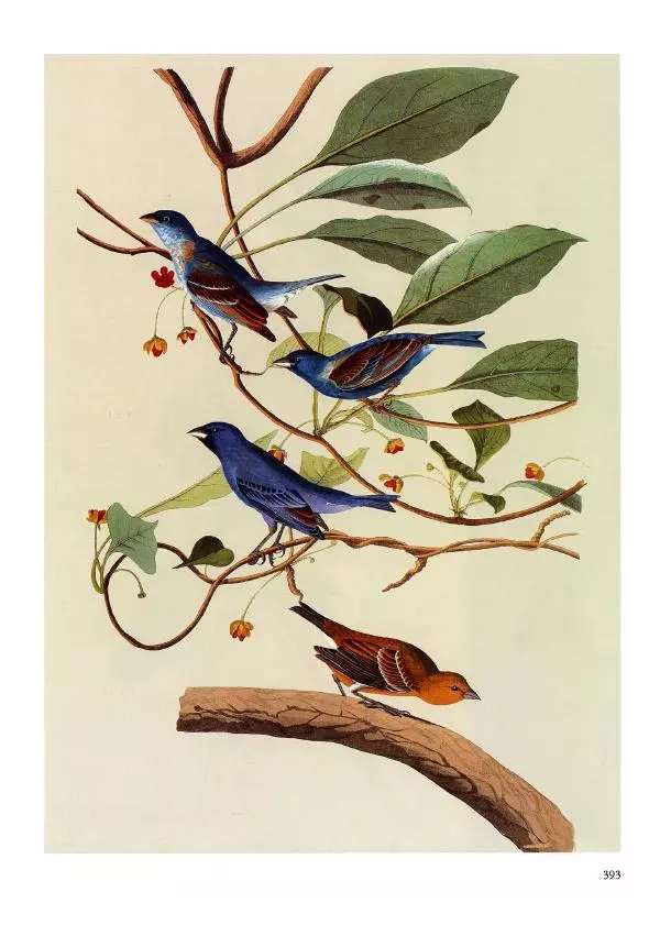 Джон Одюбон - Птицы Америки - Страница № 394