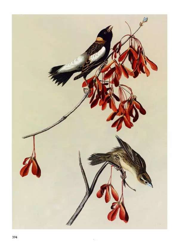 Джон Одюбон - Птицы Америки - Страница № 395