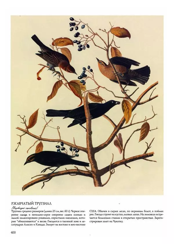 Джон Одюбон - Птицы Америки - Страница № 401