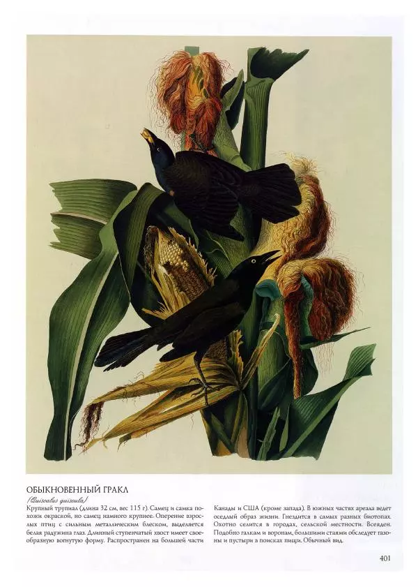 Джон Одюбон - Птицы Америки - Страница № 402