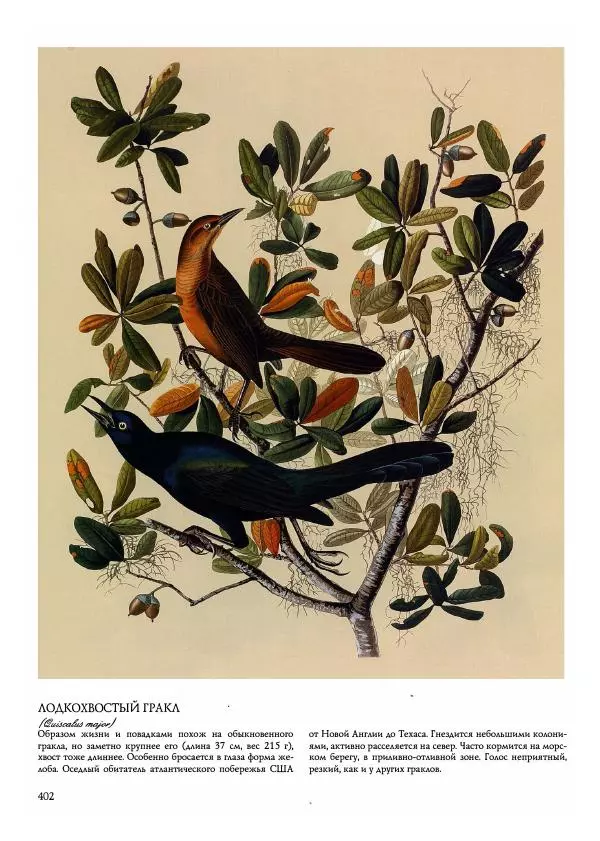 Джон Одюбон - Птицы Америки - Страница № 403