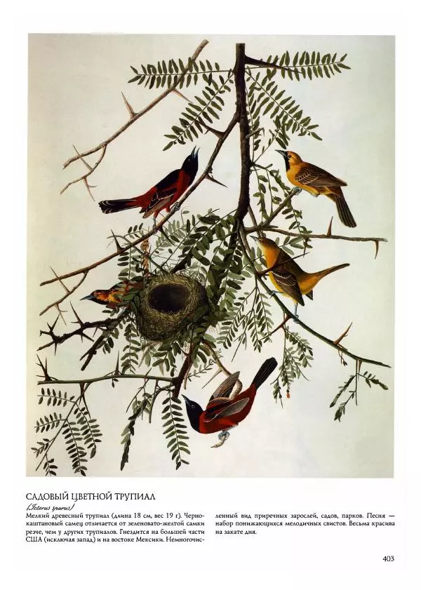 Джон Одюбон - Птицы Америки - Страница № 404