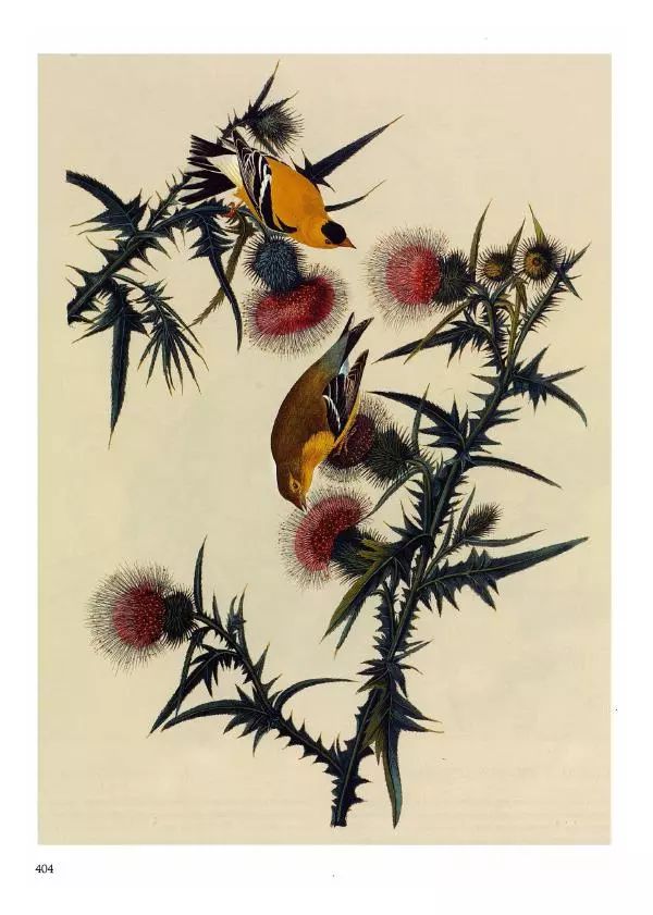 Джон Одюбон - Птицы Америки - Страница № 405