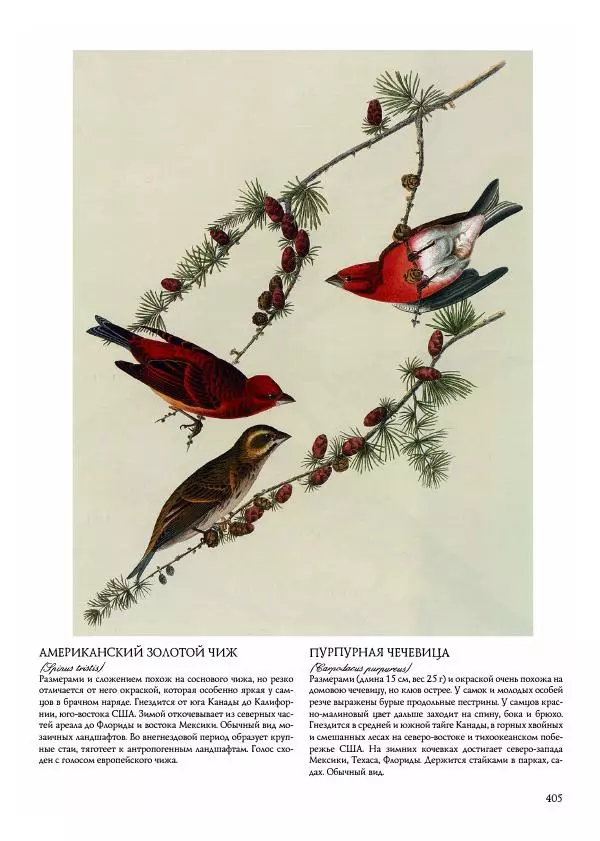 Джон Одюбон - Птицы Америки - Страница № 406