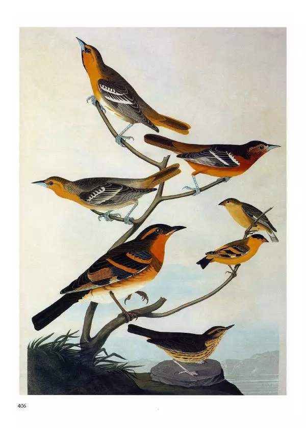 Джон Одюбон - Птицы Америки - Страница № 407