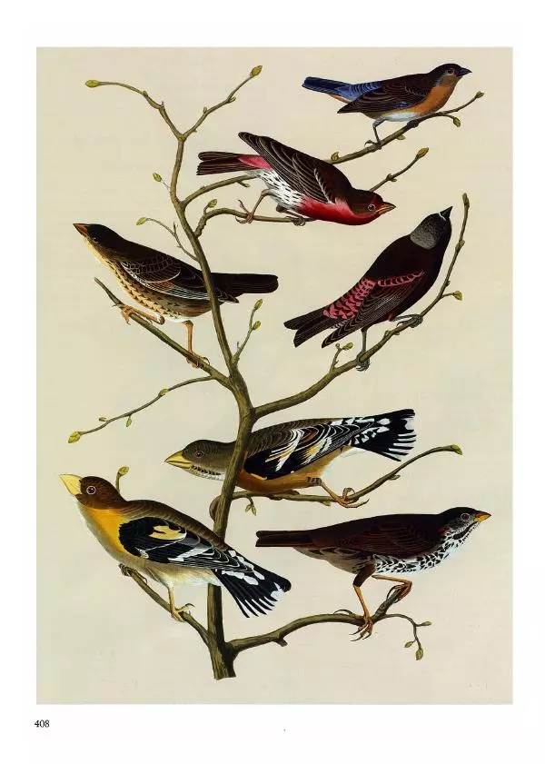 Джон Одюбон - Птицы Америки - Страница № 409