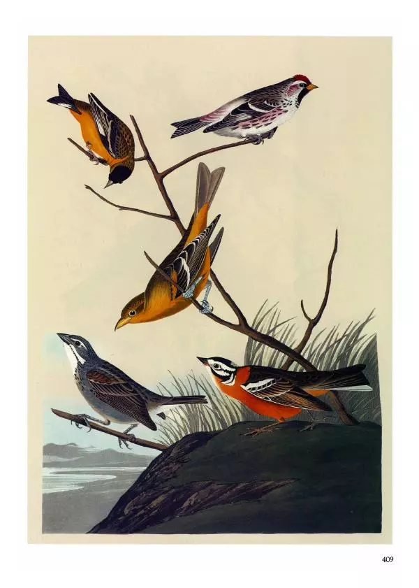 Джон Одюбон - Птицы Америки - Страница № 410