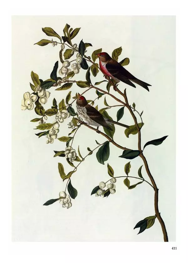 Джон Одюбон - Птицы Америки - Страница № 412