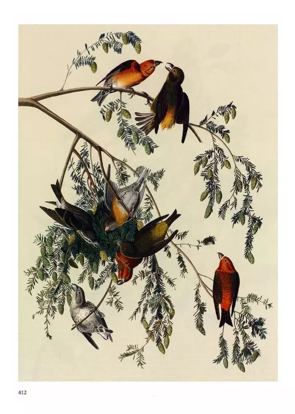 Джон Одюбон - Птицы Америки - Страница № 413